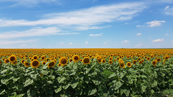 Girasol 7