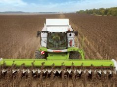 Buen avance del girasol