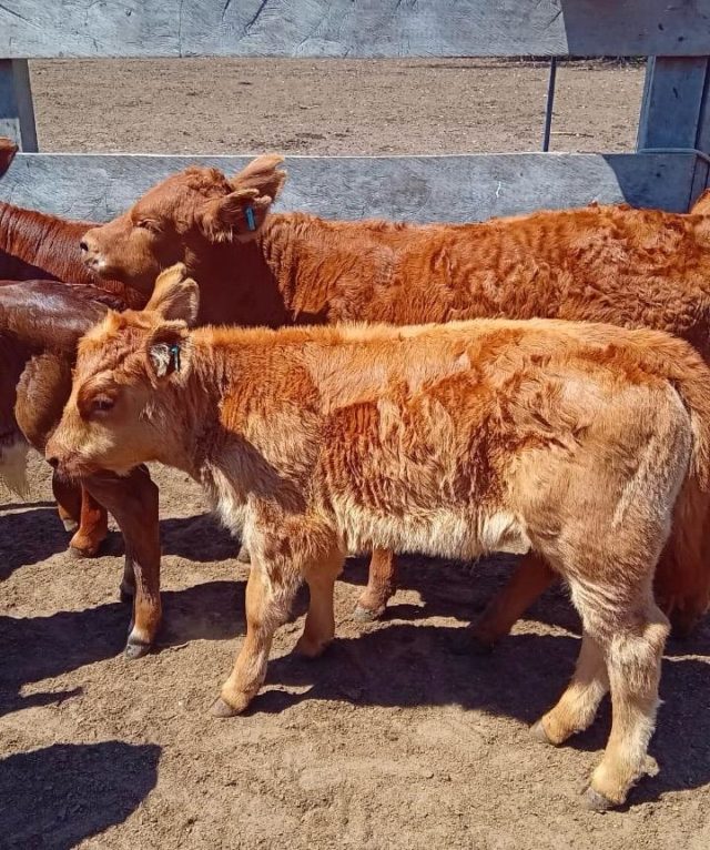 Imagenes de Alfredo Cavanagh (2) Est. en Santa Lucia, Corrientes