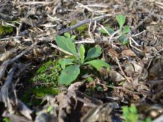 La batalla contra las malezas se redefine