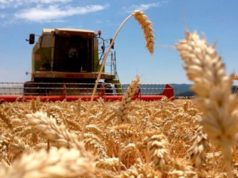Esperan más de 20 millones de toneladas de trigo