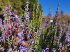 Desarrollan un romero ornamental con potencial industrial