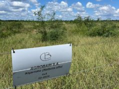 Bosques nativos y bonos de carbono: un camino que ya se transita en Anta