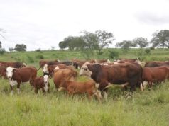 Una herramienta para optimizar la eficiencia reproductiva