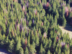 Nueva especie de avispa amenaza la producción forestal