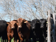 Canoa realiza su 19° remate anual en Salta