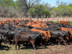 Nuevo remate de Estancias Pilar y Madera Dura del Norte 🔊