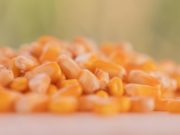 Innovación maicera para llevar los rendimientos al máximo nivel