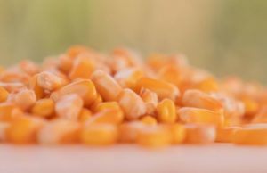 Innovación maicera para llevar los rendimientos al máximo nivel