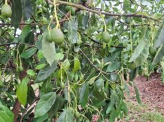 La palta quiere volver a brillar en el norte argentino 🔊
