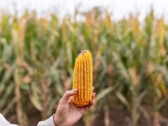 Supra Semillas pone al maíz tardío en el centro del debate