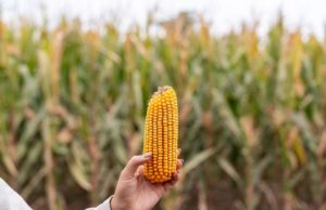 Supra Semillas pone al maíz tardío en el centro del debate