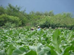Día Internacional del Productor de Tabaco: entre celebración y reclamo 🔊
