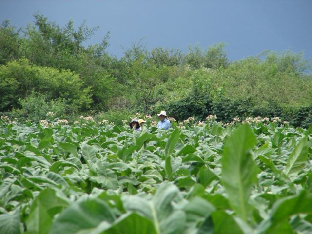 tabaco-vallelerma-enero-2008-01 (26)