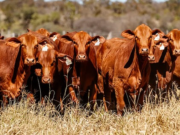 Se viene el remate “Mil Vientres 2025” en Cafayate