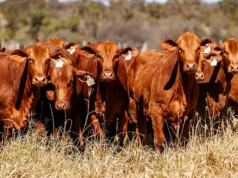 Se viene el remate “Mil Vientres 2025” en Cafayate