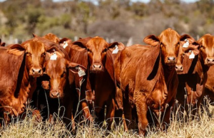 Se viene el remate “Mil Vientres 2025” en Cafayate