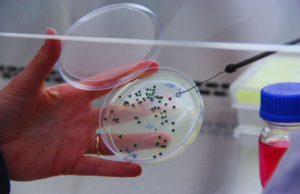 La levadura argentina que conquista al mundo del vino