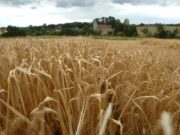 La cebada “mejor de lo esperado”