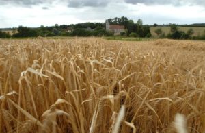 La cebada “mejor de lo esperado”