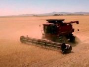 Se generaliza la cosecha de cebada