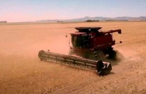 Se generaliza la cosecha de cebada