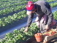 Renatre elevó los montos de la Prestación por Desempleo