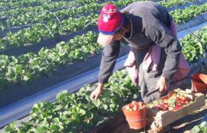 Renatre elevó los montos de la Prestación por Desempleo