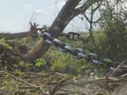 Europa posterga otra vez el Reglamento contra la Deforestación