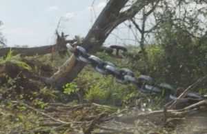 Europa posterga otra vez el Reglamento contra la Deforestación