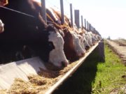 Bajan los feedlots