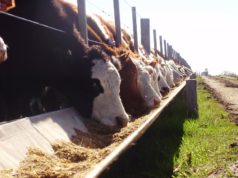 Bajan los feedlots