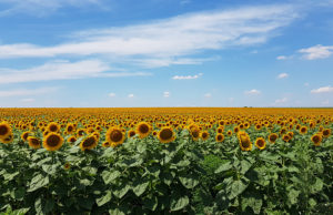 Lluvias para el girasol