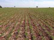 Excesos hídricos demoran la siembra