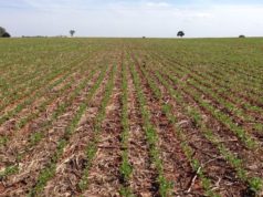 Excesos hídricos demoran la siembra