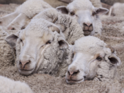 Senasa refuerza controles sobre medicamentos antisárnicos