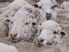 Senasa refuerza controles sobre medicamentos antisárnicos