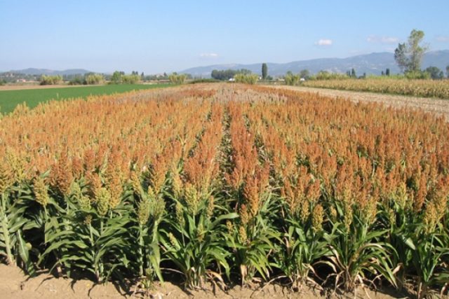 Sorgo