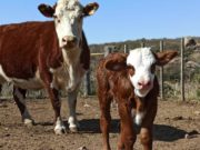 Fuerte suba para los terneros