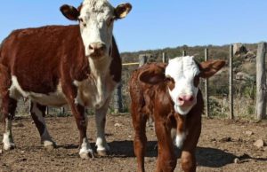 Fuerte suba para los terneros