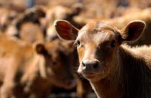 Se mueven los terneros