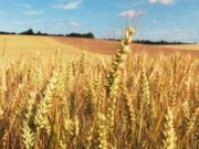 El trigo no para de crecer