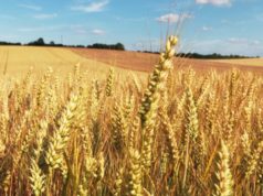 El trigo con buen rendimiento