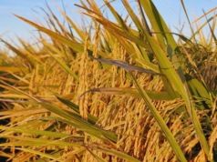Arroz: INTA suma dos nuevas variedades