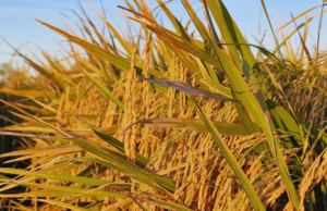 Arroz: INTA suma dos nuevas variedades