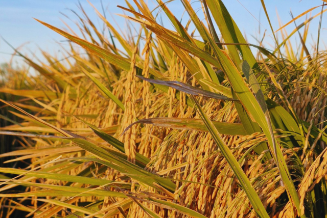 a528f0be-a627-45cb-b760-506f6a86a570