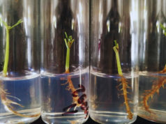 Nuevos avances científicos para conservar el algarrobo blanco