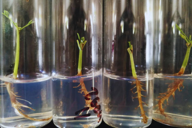 algarrobo-blanco-3-1536x1027.jpg (1)