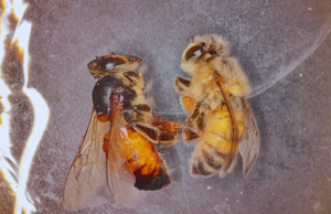 Avance biotecnológico contra la parálisis aguda de la abeja