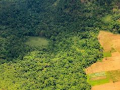 Los bosques impulsan el éxito agrícola, no el conflicto